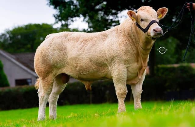Most promising young bull; Moneyscalp Blondes with Archie who has already sold for 8,000 guineas.