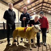 NI Texel Sheep Breeders Club Show and Sale at Draperstown