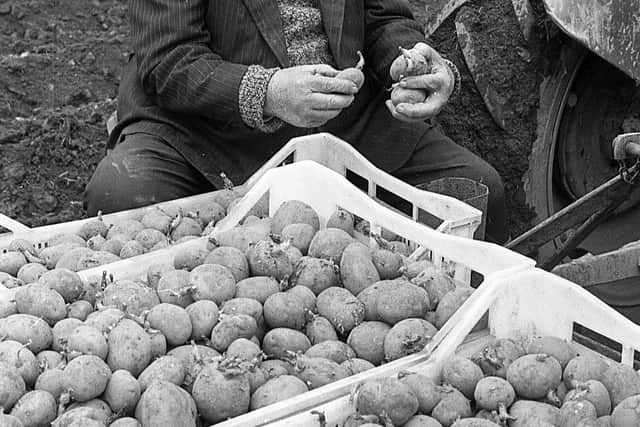 In February 1983 while many farmers had still to dig up the 1982 potato crop one of those busy planting 1983 ‘earlies’ was Co Down farmer William Dalzell of Finlay’s Road, Newtownards. Mr John Dalzell, father of John, who was in his 81st year, is pictured casting an expert eye of the excellent Home Guard seed that he was planting. Picture: Farming Life/News Letter archives