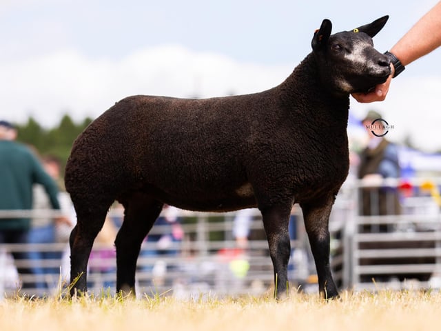 Aly Shortt’s winning Ewe Lamb.