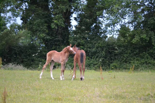 Simply log on to www.horsesource.ie and access the new portal there. (Pic: Horse Sport Ireland)