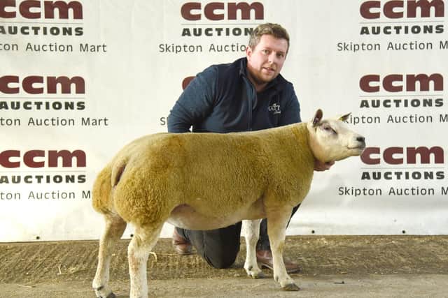 Matt Burleigh with his reserve champion and 1,200gns top price Beltex shearling ewe.  Picture: Adrian Legge Photography