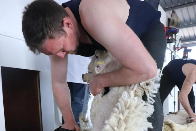 Sam McConnell- blade shearing National Champion.