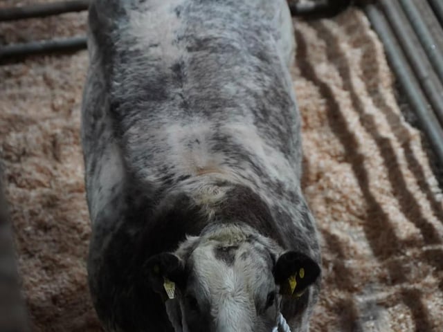 Lot 10 selling for £14000