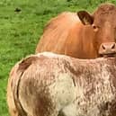 A cow and calf