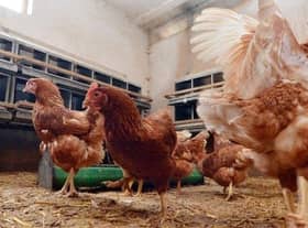 As Christmas approaches and winter sets in, I want to highlight the real and present danger Avian Influenza (AI) still presents to our birdkeepers and poultry industry right across Northern Ireland (NI). Picture: PA