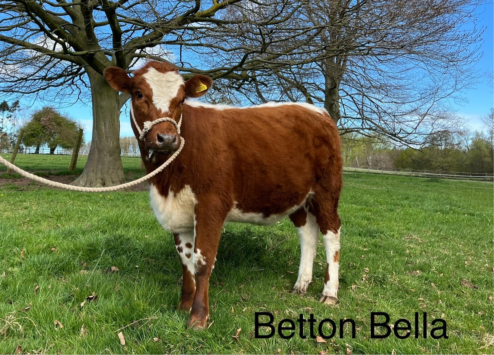 Irish Moiled Cattle Society Breeders Day