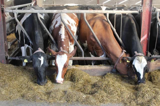 ProCROSS dairy cows on the Ballygawley farm of Des Kelly. (Pic: Richard Halleron)
