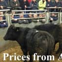 Armoy Mart 
