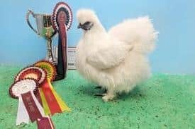 Show Champion, a white Silkie from J&M Blaney. (Pic: Joshua Kittle)