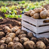 'Farmers are the foundation of our food supply chain' - UFU urges potato growers to stand firm on fair market prices