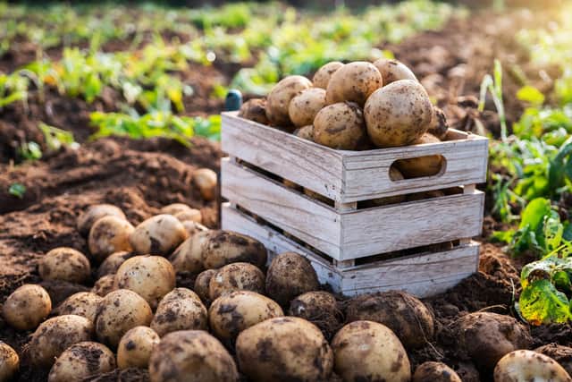 Fresh potatoes in a wooden box in a field.