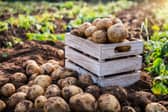 Fresh potatoes in a wooden box in a field.