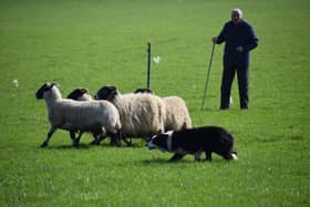The NI Sheepdog Handlers Association will be holding their Nursery Final on Saturday 11 February.