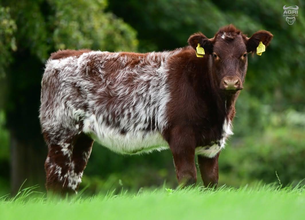 A select offering of heifer calves from the Maralin herd of Libby & Lucy Clarke also feature in the sale