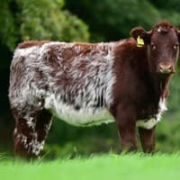 Don't miss out on award winning Beef Shorthorns!
