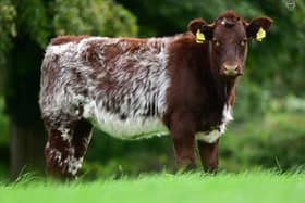 A select offering of heifer calves from the Maralin herd of Libby & Lucy Clarke also feature in the sale