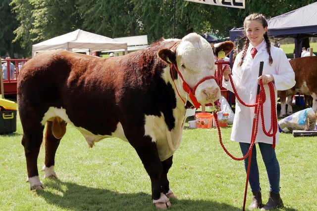 Keziah Shaw, from Benburb, with her first prize senior bull in the Hereford section at Lurgan Show. Picture: Cliff Donaldson