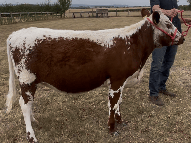 Birdwood Rosie from Cian Elliott (GB) made £2,400