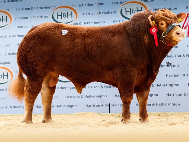 Garrowby Apache 20,000gns