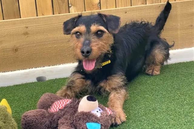 Tetley is a lovely three-year-old Lakeland Terrier crossbreed.