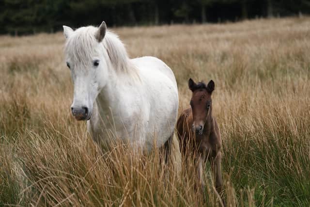 Eriskay Pony and foal. Image: Linda Trotman