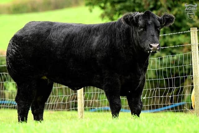 This hybrid Limousin x Blue heifer is Lot 11 at the Jalex Select sale and is carrying a heifer calf due March '24. Pic: Agriimages