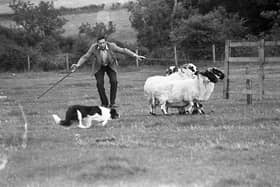 Guy Mullin, Cairncastle, and his novice dog, Risp, shepherding the sheep into a pen at the Cairncastle Sheepdog Trials which were held near Larne in September 1982. Guy’s expert handling clinched valuable points to win the Tweed Cup for top performance in the novice class. Picture: Farming Life/News Letter archives