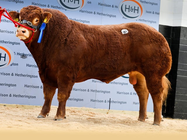 Thorninghurst Austin 18,000gns.