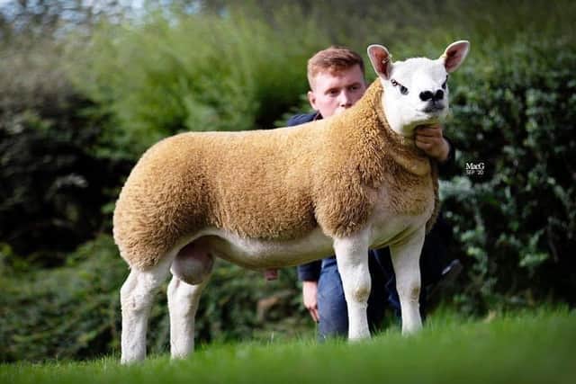 Buyers will have the opportunity to purchase 48K Sportsmans Dare Devil daughters at the |Northern Stars In-Lamb sale in Ballymena Livestock Market on 16th December.