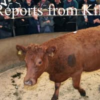 Fat cows and bulls selling to £3000 at Kilrea Mart