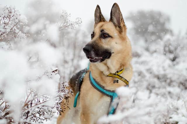 9 ways to keep your dog safe during arctic blast