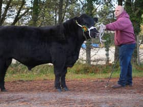 Coolermoney Eric X145 sells at the forthcoming Native Breeds show and sale in Dungannon.