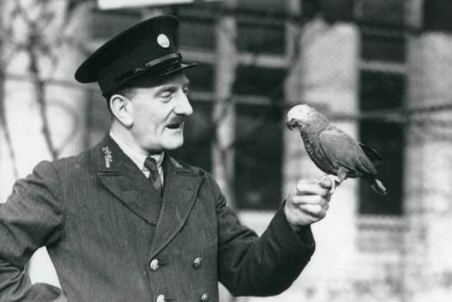 Keeper Alden with an African Grey Parrot perched on his hand. London Zoo, December 1935