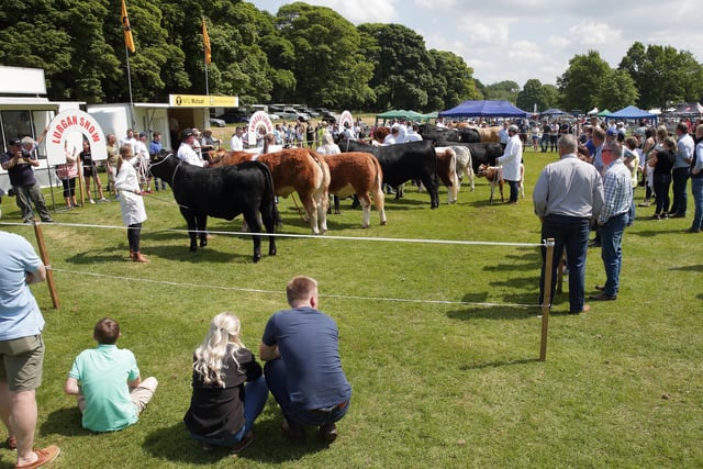 Judging the Beef Interbreed competition gets underway at Lurgan Show. Picture: Cliff Donaldson