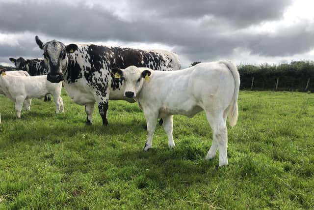 Speckle Park cows and calves on the Bushmills' farm of Richard Creith.