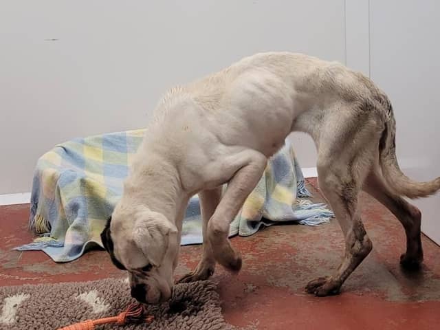 The USPCA (Ulster Society for the Prevention of Cruelty to Animals) has responded to reports of a dog found weighted down in water in the Moy area last weekend. Picture: USPCA