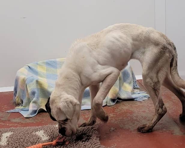 The USPCA (Ulster Society for the Prevention of Cruelty to Animals) has responded to reports of a dog found weighted down in water in the Moy area last weekend. Picture: USPCA
