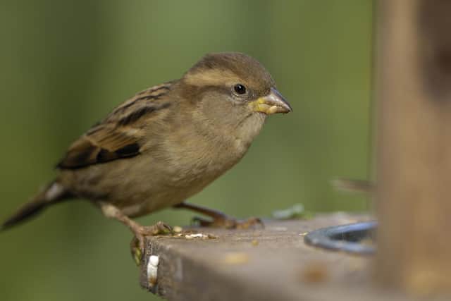 House sparrow, Passer domesticus, female perched on feeder in garden. Co Durham. Picture: RSPB