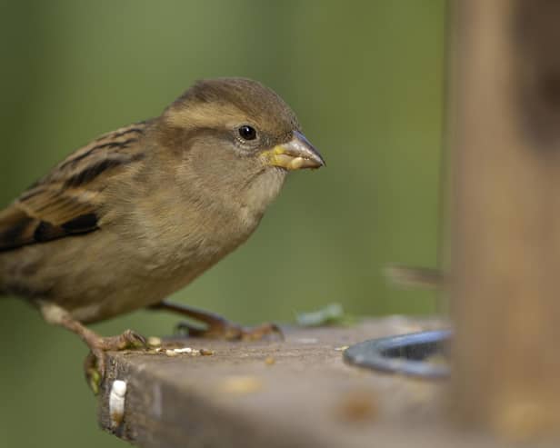 House sparrow, Passer domesticus, female perched on feeder in garden. Co Durham. Picture: RSPB