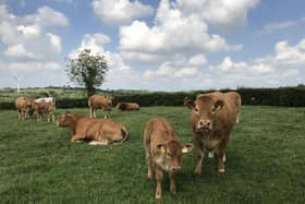 The Ulster Farmers’ Union (UFU) says the response from farmers to DAERA’s consultation on the proposal to reduce the compensation rate for cattle removed under the bovine Tuberculosis (bTB) programme, is to be commended.
