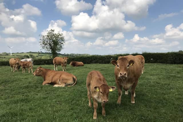 The Ulster Farmers’ Union (UFU) says the response from farmers to DAERA’s consultation on the proposal to reduce the compensation rate for cattle removed under the bovine Tuberculosis (bTB) programme, is to be commended.