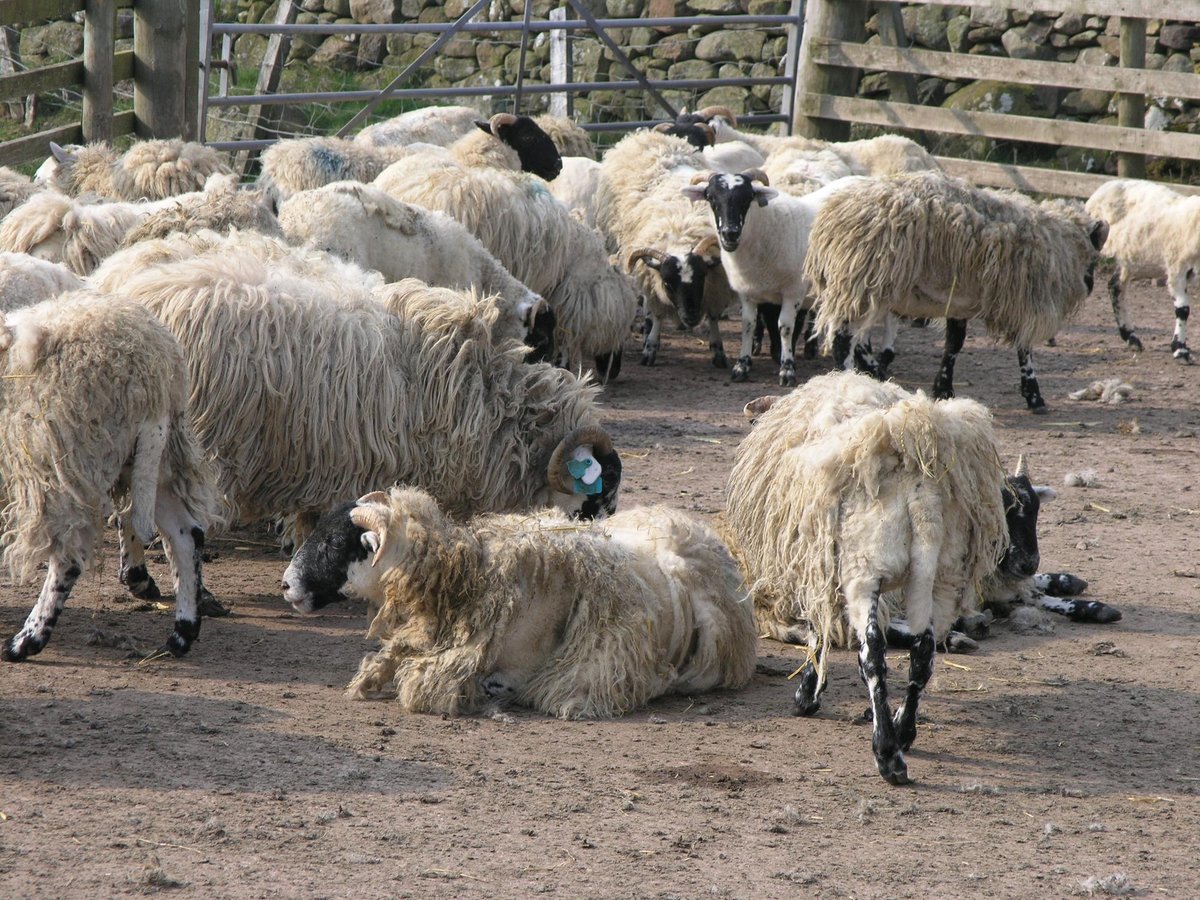 Testing frees up treatment choice for managing sheep scab
