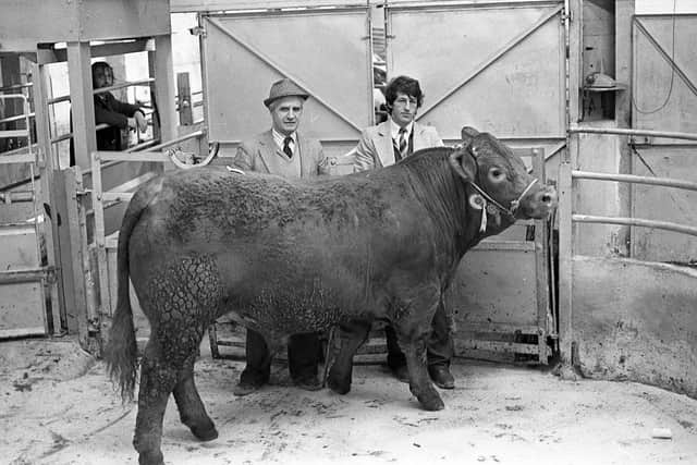 Pictured at the sale of fatstock at the Belfast Christmas show and sale at Allam’s Mart, Belfast is Mr B Mullan from Ringsend, Coleraine, and his stockman, with the reserve supreme champion steer at the Allam’s sale in December 1981.Picture: Farming Life archives/Darryl Armitage