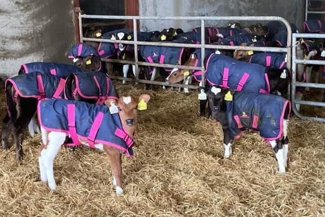 Calves at Stradbally. (Pic supplied by Norbrook)