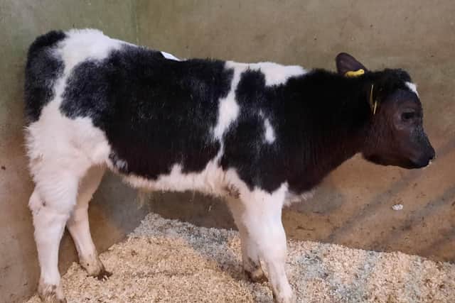 At the drop calf sale which was held on Saturday 20th May 2023 at Downpatrick Mart a Dromara farmer topped the market on the day with lot 613, a Belgian Blue male at 79kg which sold for £430