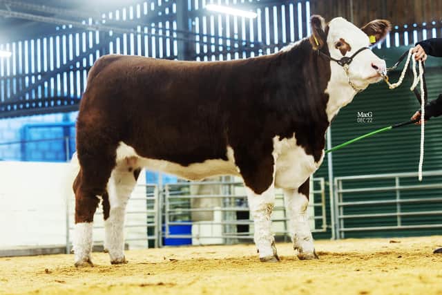 Pulham 1 Starle 11th sold for 8,000gns