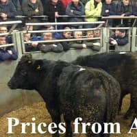 Steers selling to £2,740 for 600kgs at Armoy Mart
