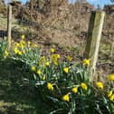 Daffodils in bloom along the coastal path at Kearney. Picture: Darryl Armitage
