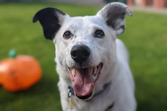 Casper is a sweet and clever boy who is in search of a quiet home.